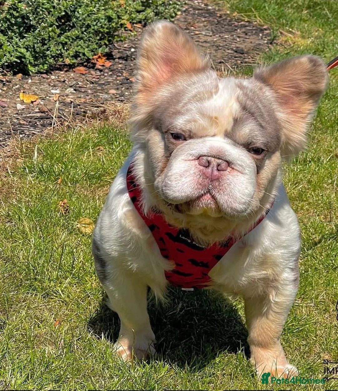 French Bulldog dogs for stud: Lilac Merle fluffy french bulldog for stud  in Portsmouth - Advert 4