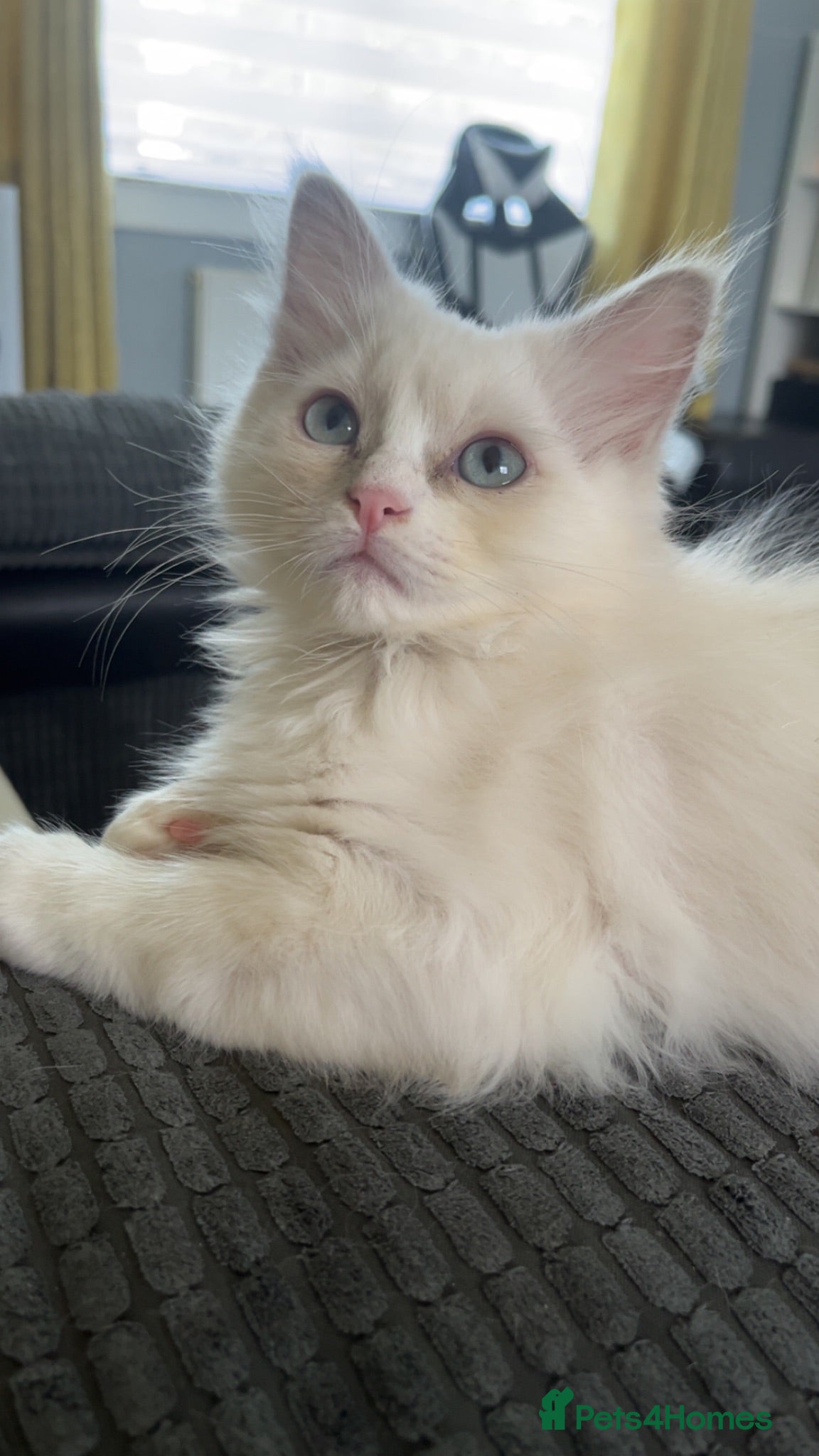 Ragdoll cats Full Pedigree Lilac Mink ragdoll male kitten  - Advert 5