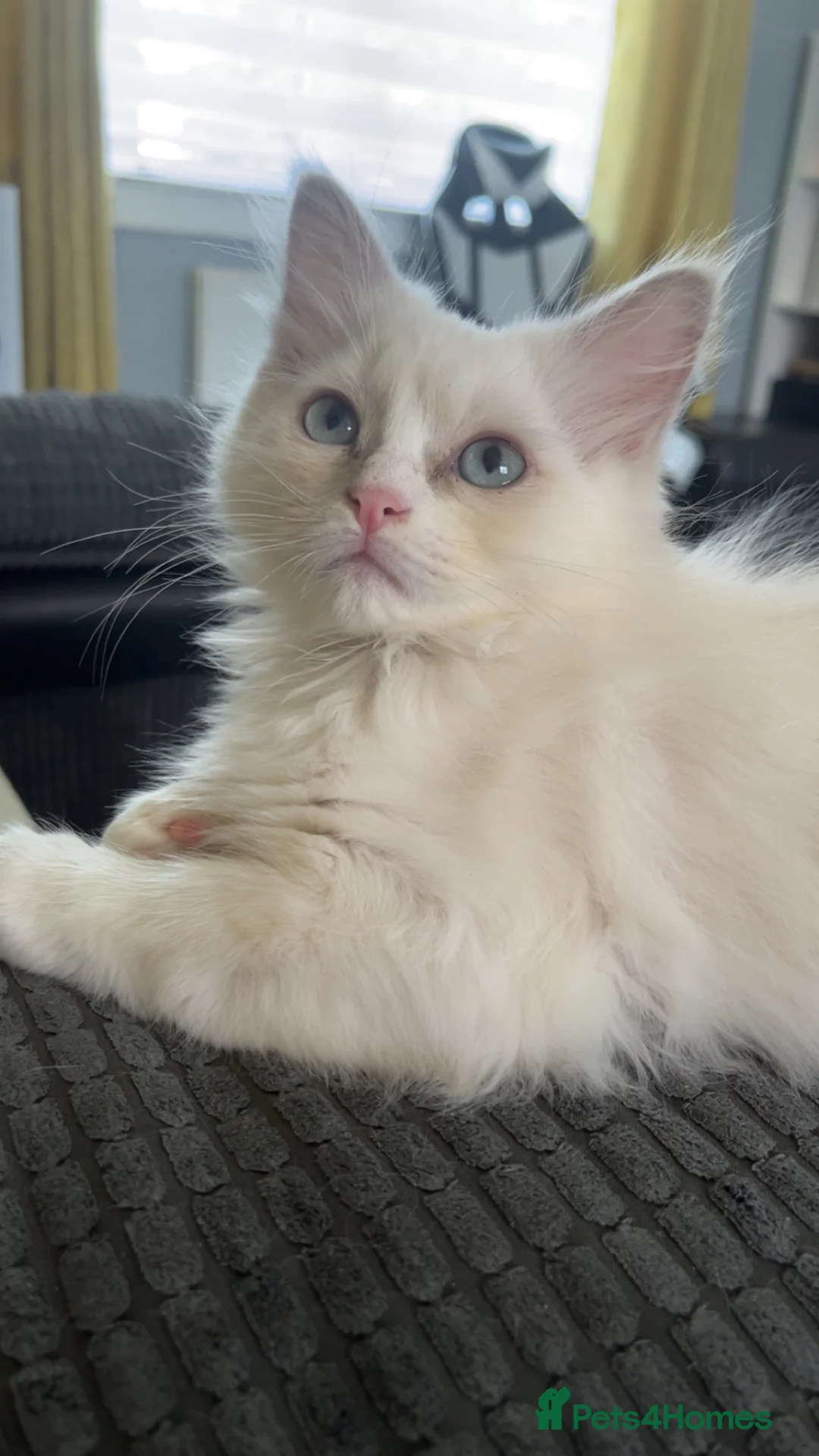 Ragdoll cats for sale: Full Pedigree Lilac Mink ragdoll male kitten  - Advert 1