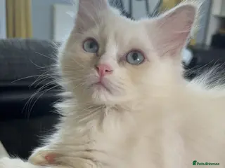 Ragdoll cats Full Pedigree Lilac Mink ragdoll male kitten - Advert 3