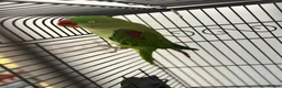 Parrots birds for sale: Female Big Alexander  in Wellingborough - Advert 1