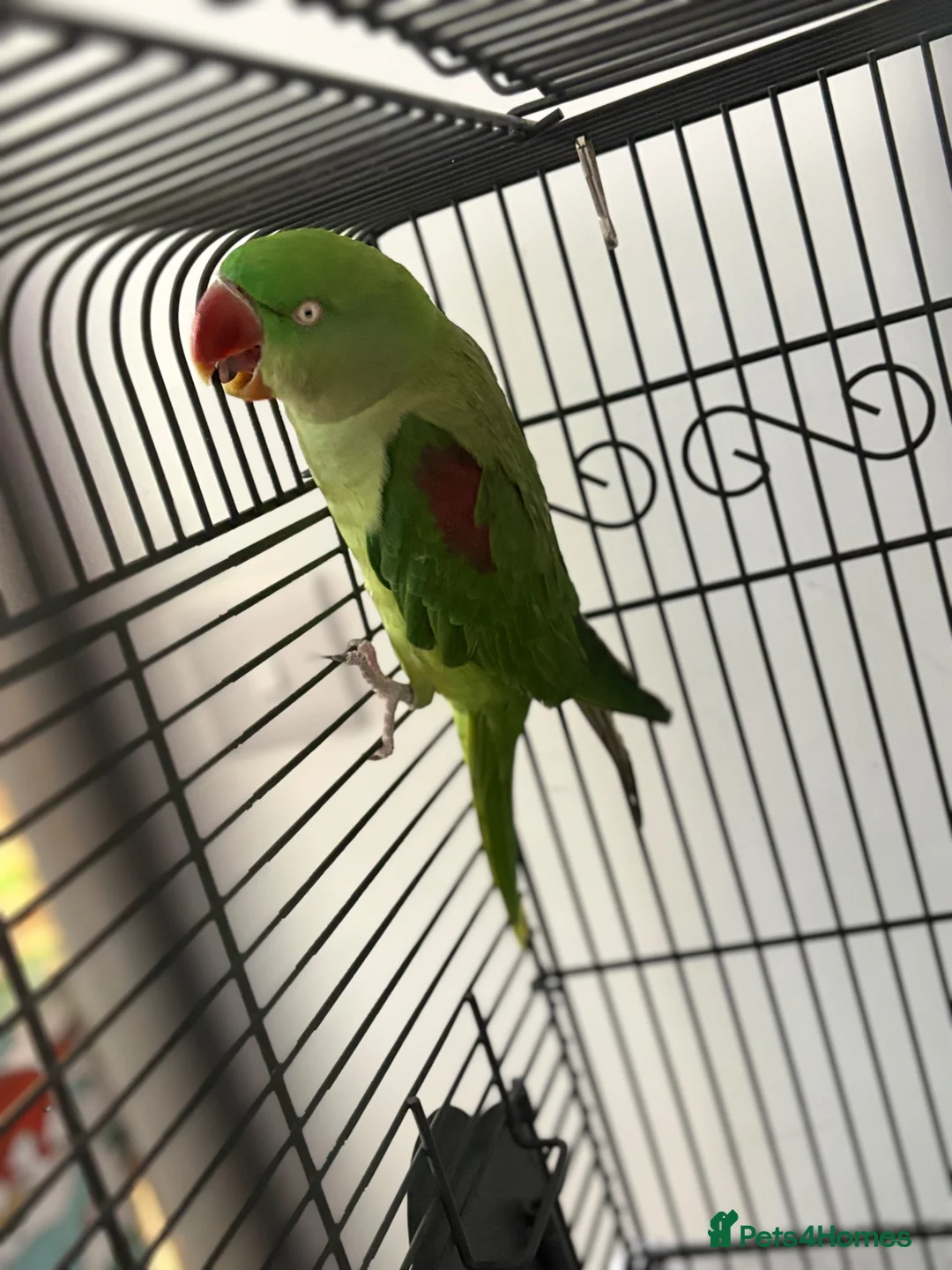 Parrots birds for sale: Female Big Alexander  in Wellingborough - Advert 1