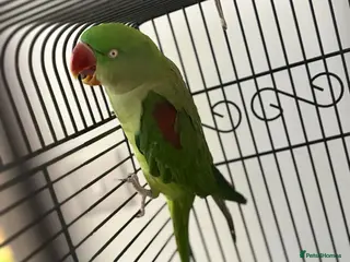 Parrots birds Female Big Alexander - Advert 1