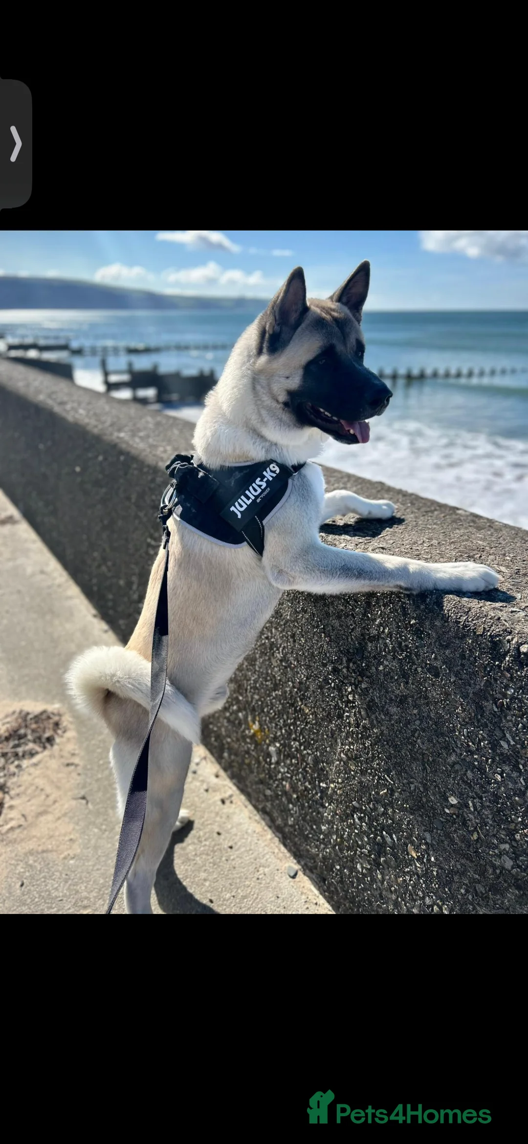 Mixed Breed dogs for sale: King needs a home  - Advert 2