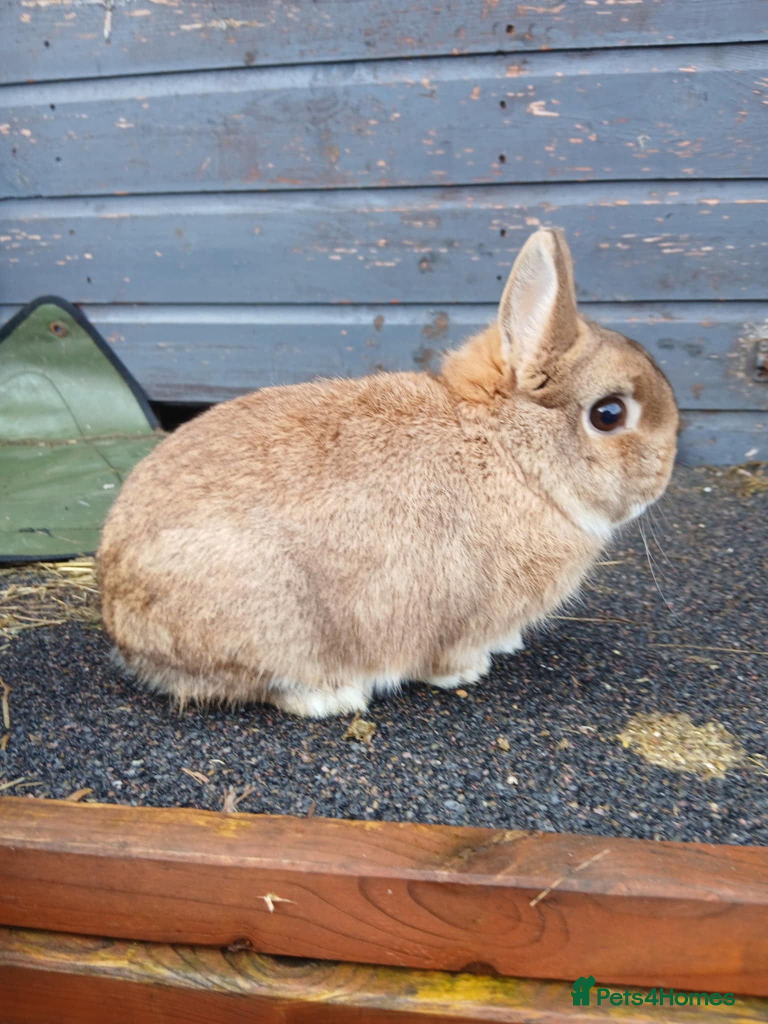 Netherland Dwarf rabbits Netherland dwarf rabbits  - Advert 5