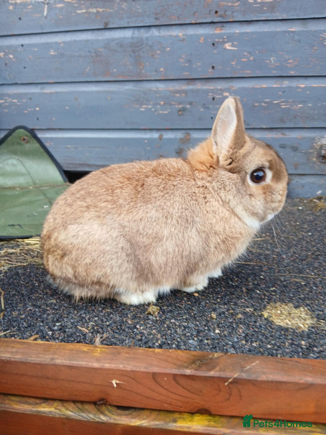 Netherland Dwarf rabbits for sale: Netherland dwarf rabbits  - Advert 1