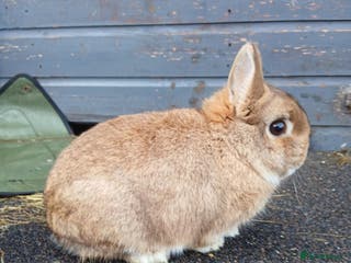 Netherland Dwarf rabbits Netherland dwarf rabbits - Advert 4