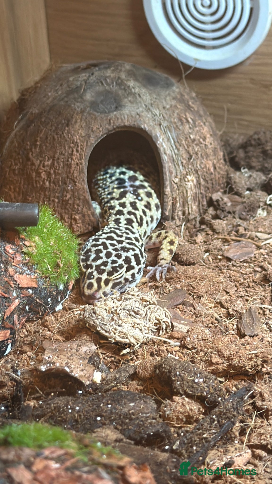 Mixed Breed reptiles Stunning Exotic Reptile Pets & Full Habitats - Advert 10