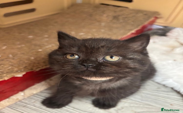 British Shorthair cats - Advert 7