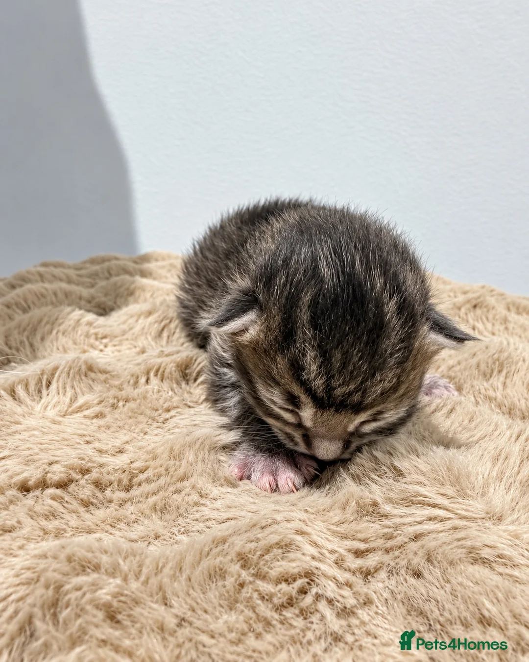Ragcoon cats for sale: The best F1 Ragcoon kittens.  - Advert 17