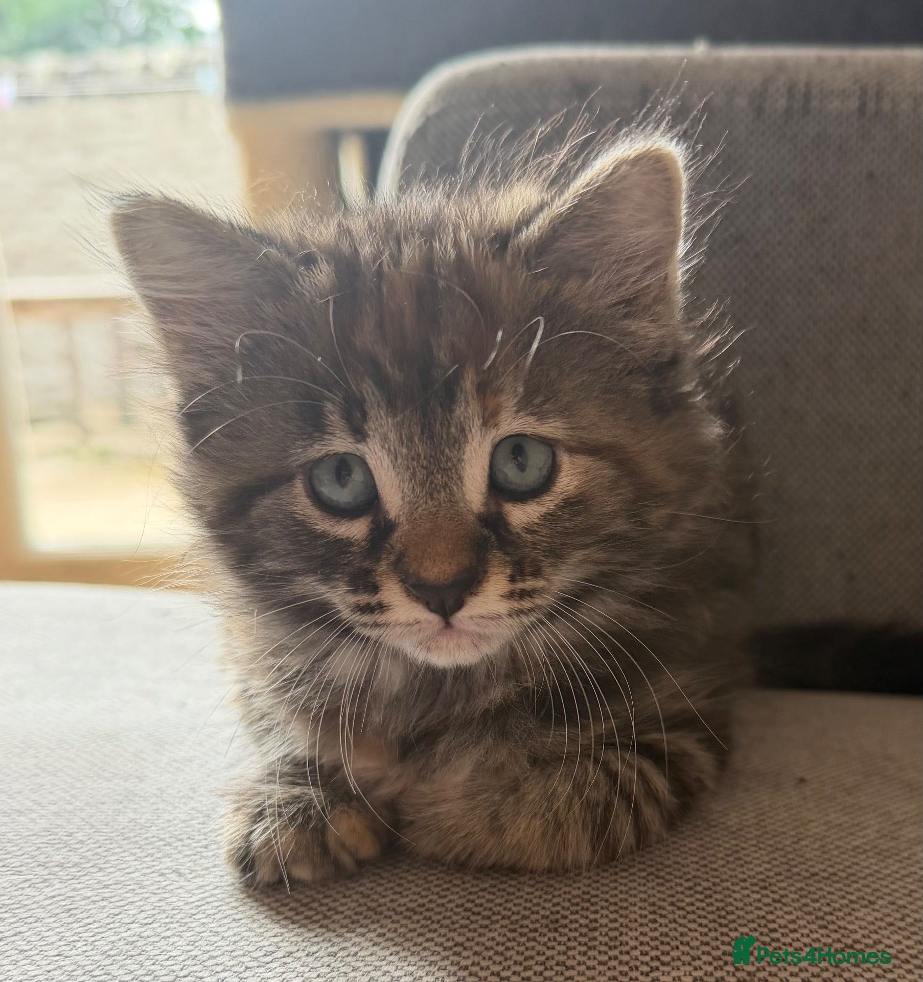 Maine Coon cats Gorgeous Maine Coon x Domestic long hair - Advert 1