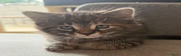Maine Coon cats for sale: Gorgeous Maine Coon x Domestic long hair - Advert 1