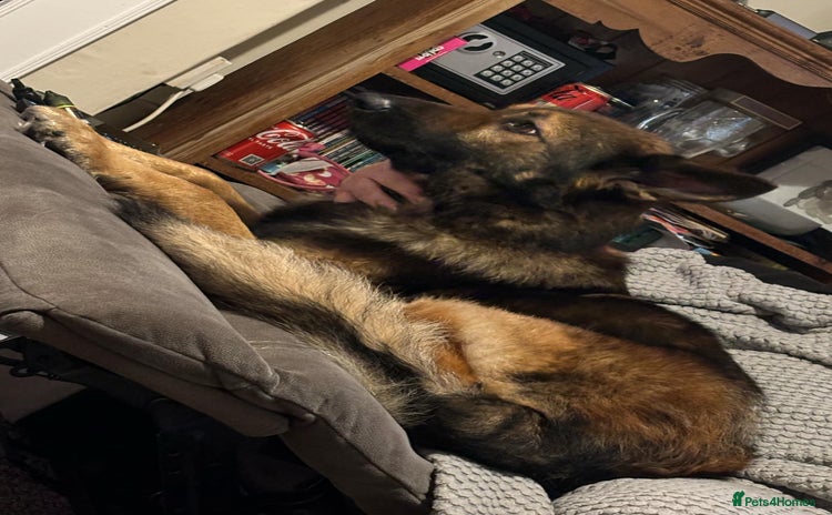 German Shepherd dogs - Advert 2