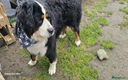 Bernese Mountain Dog dogs for stud: 🐶 Bernese Mountain Dog – Proven Stud Available 🧬 - Image 2