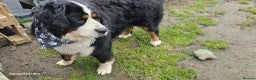 Bernese Mountain Dog dogs for stud: 🐶 Bernese Mountain Dog – Proven Stud Available 🧬 - Advert 2