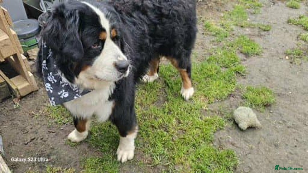 Bernese Mountain Dog dogs for stud: 🐶 Bernese Mountain Dog – Proven Stud Available 🧬 - Image 2
