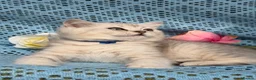 British Shorthair cats for sale: British shorthair golden point Kittens TICA - Advert 12
