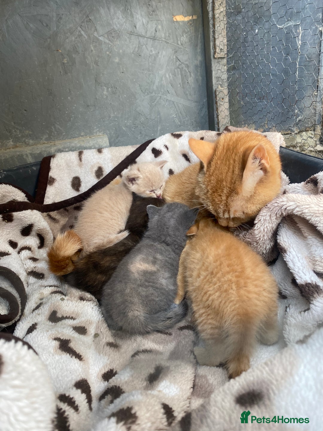 British Shorthair cats for sale: X BSH kittens - Image 34