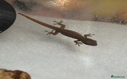 Gecko reptiles for sale: Baby Cameroon dwarf geckos!  - Image 2