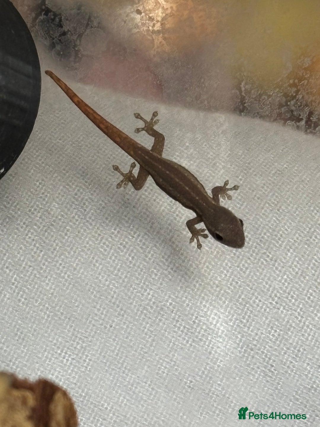 Gecko reptiles for sale: Baby Cameroon dwarf geckos!  - Image 2