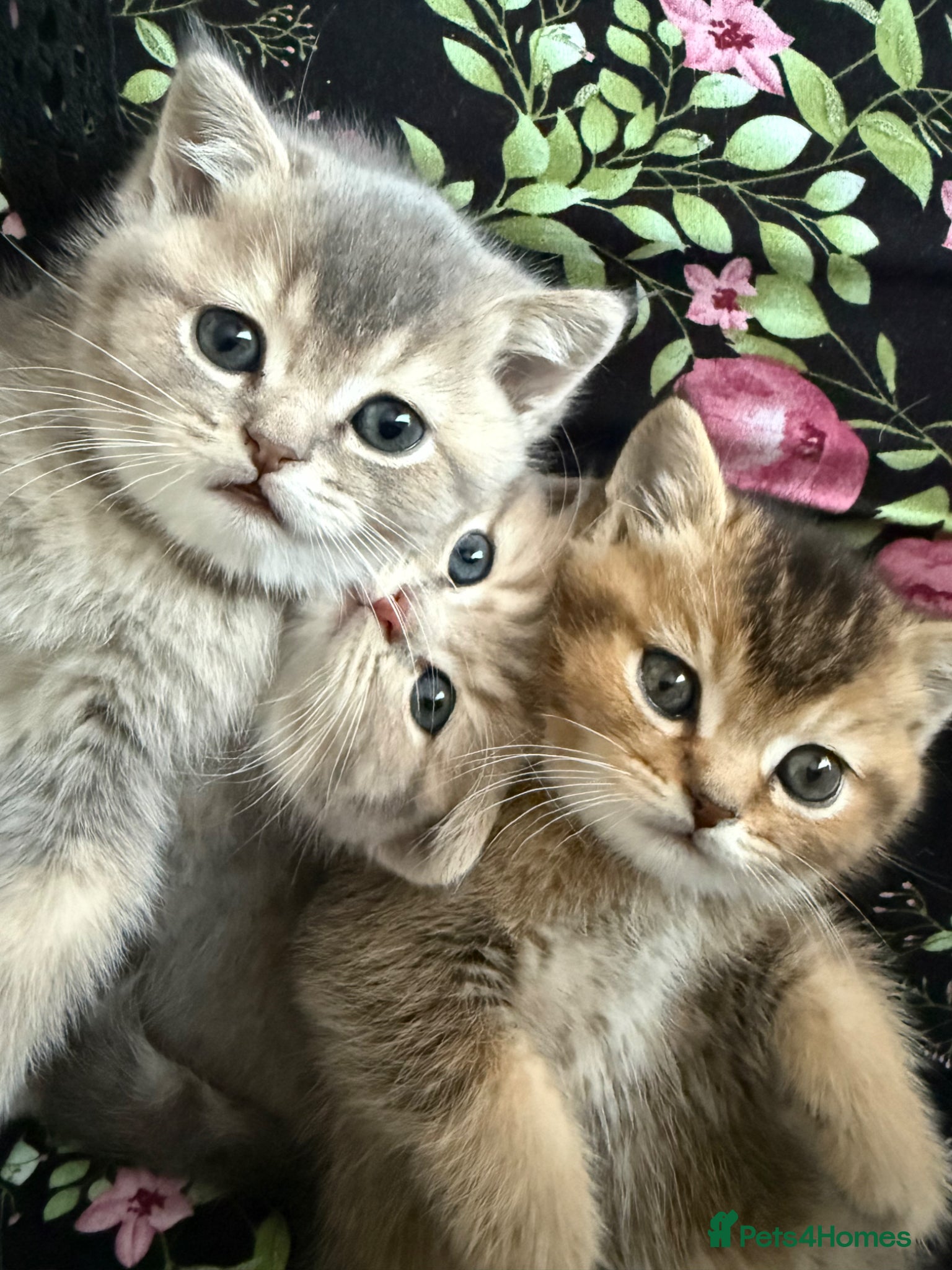 Scottish Fold cats Scottish Straight kittens - Advert 4