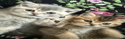Scottish Fold cats for sale: Scottish Straight kittens in Edgware - Advert 1