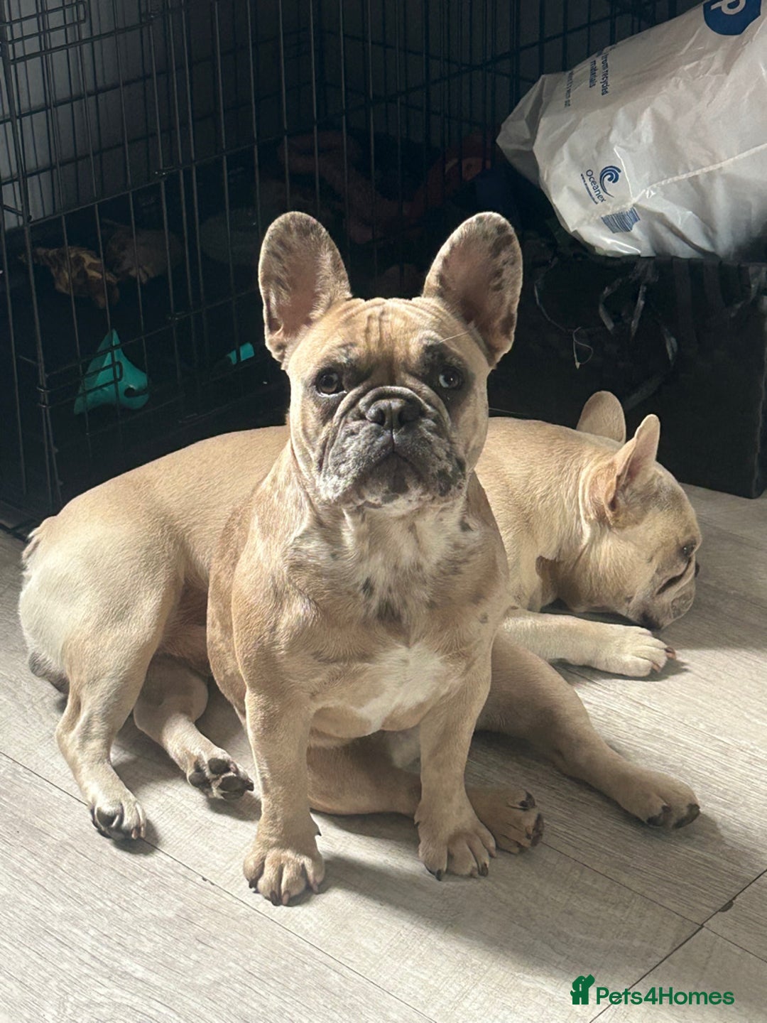 French Bulldog dogs for sale: KC French bulldog puppies dad 5 generation pedigre - Advert 9