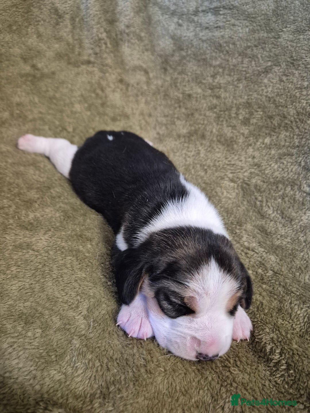 Beagle dogs for sale: 2 Beagle Girl Pups left -(KC Reg), Champ Bloodline - Image 19