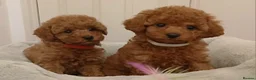 Cavapoo dogs for sale: Adorable Toy Cavapoo Girl Puppies  - Advert 4