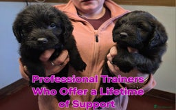 Labradoodle dogs for sale: Gorgeous Labradoodles - Image 2