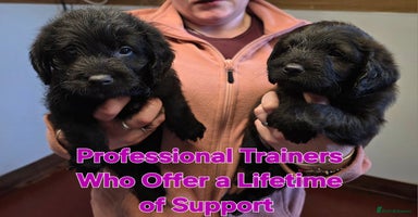 Labradoodle dogs - Advert 10