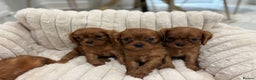 Cavalier King Charles Spaniel dogs for sale: KC registered Health tested King Charles cavalier - Advert 7