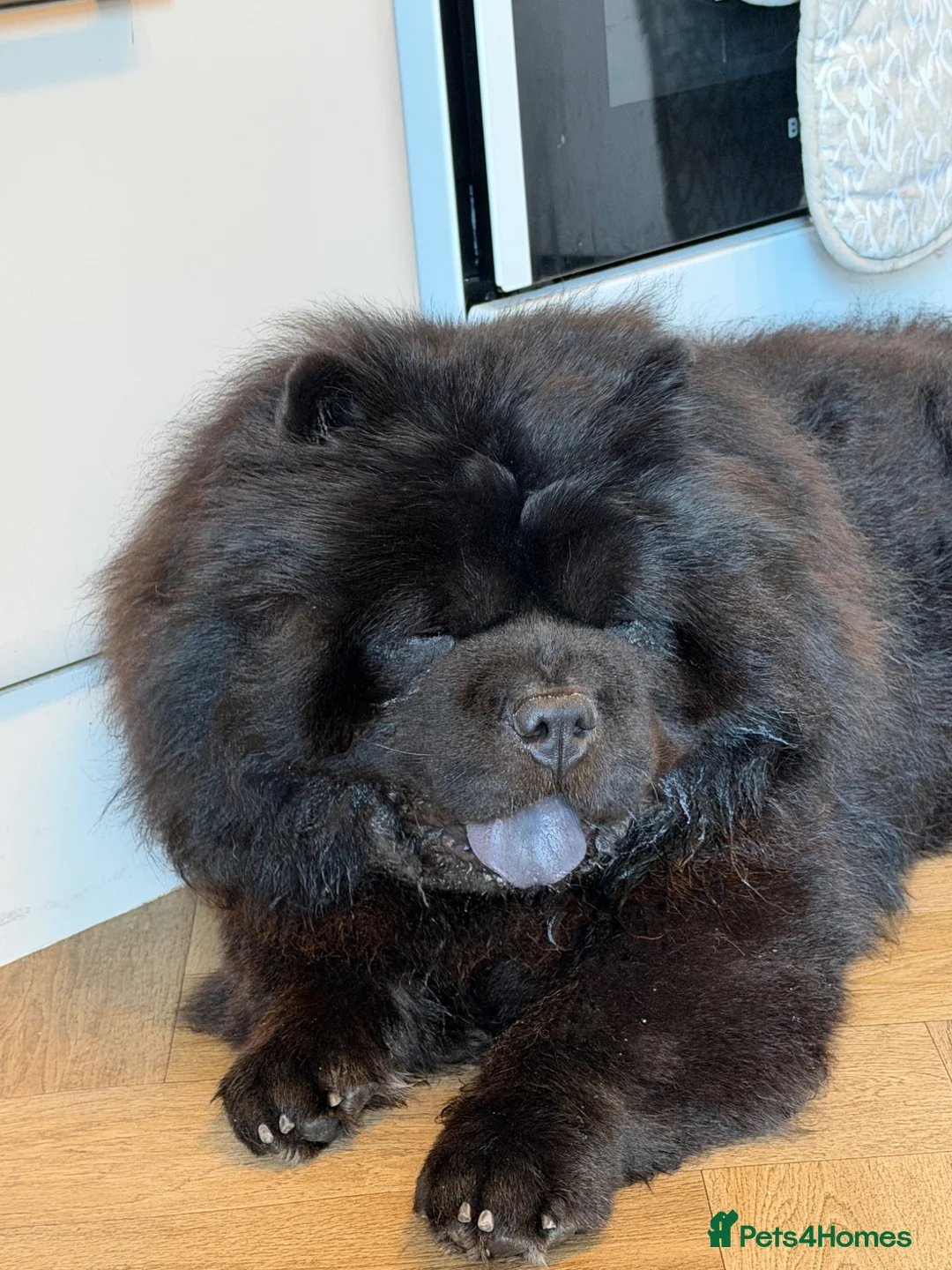 Chow Chow dogs for sale: Chow Chow male in Glasgow - Advert 5