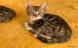 Bengal cats for sale: Ready to leave 3 left, 3/4 Bengal Kittens Rosetted - Image 12