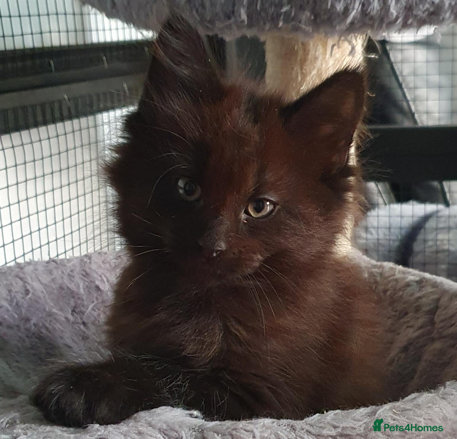 Maine Coon cats for sale: STUNNING MAIN COONS - Advert 2