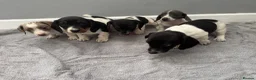 Miniature Dachshund dogs for sale: 2 boys and 2 girls left,  Miniature Dachshund   in Peterborough - Advert 8