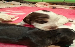 Cocker Spaniel dogs for sale: Kc registered show type cocker spaniel puppies - Image 11