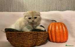 Scottish Fold cats for sale: !4 LEFT! BEAUTIFUL SCOTTISH FOLDS FOR SALE - Image 5
