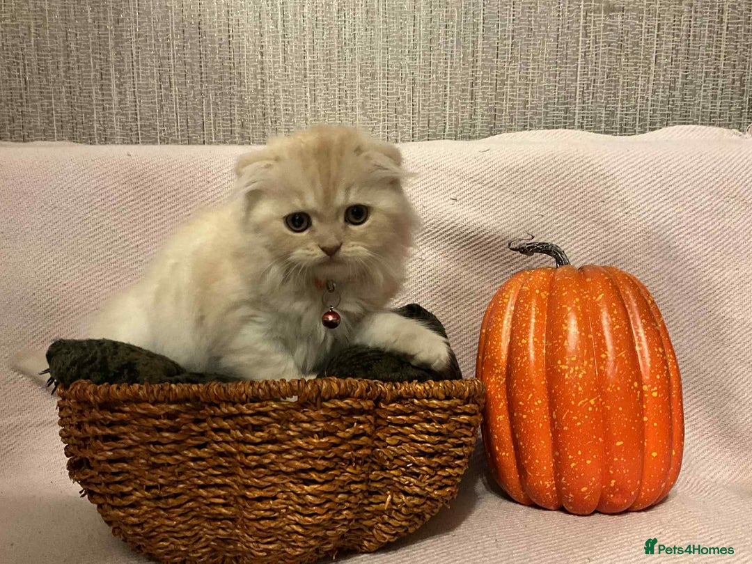 Scottish Fold cats for sale: !4 LEFT! BEAUTIFUL SCOTTISH FOLDS FOR SALE - Image 5