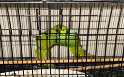 Budgerigars birds for sale: FLASH SALE TODAY ONLY Ringneck Breeder Pair £255 - Image 5