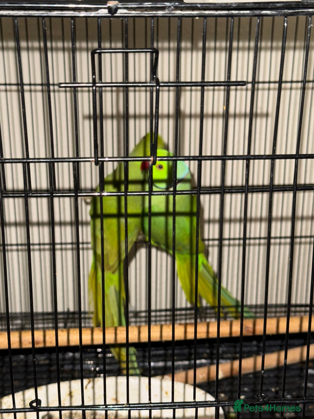Budgerigars birds for sale: FLASH SALE TODAY ONLY Ringneck Breeder Pair £255 - Image 5