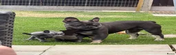 French Bulldog dogs for sale: Bohdi - The Frenchie  - Advert 6