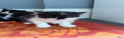 Mixed Breed cats for sale: 4 beautiful black and white kittens  - Advert 3