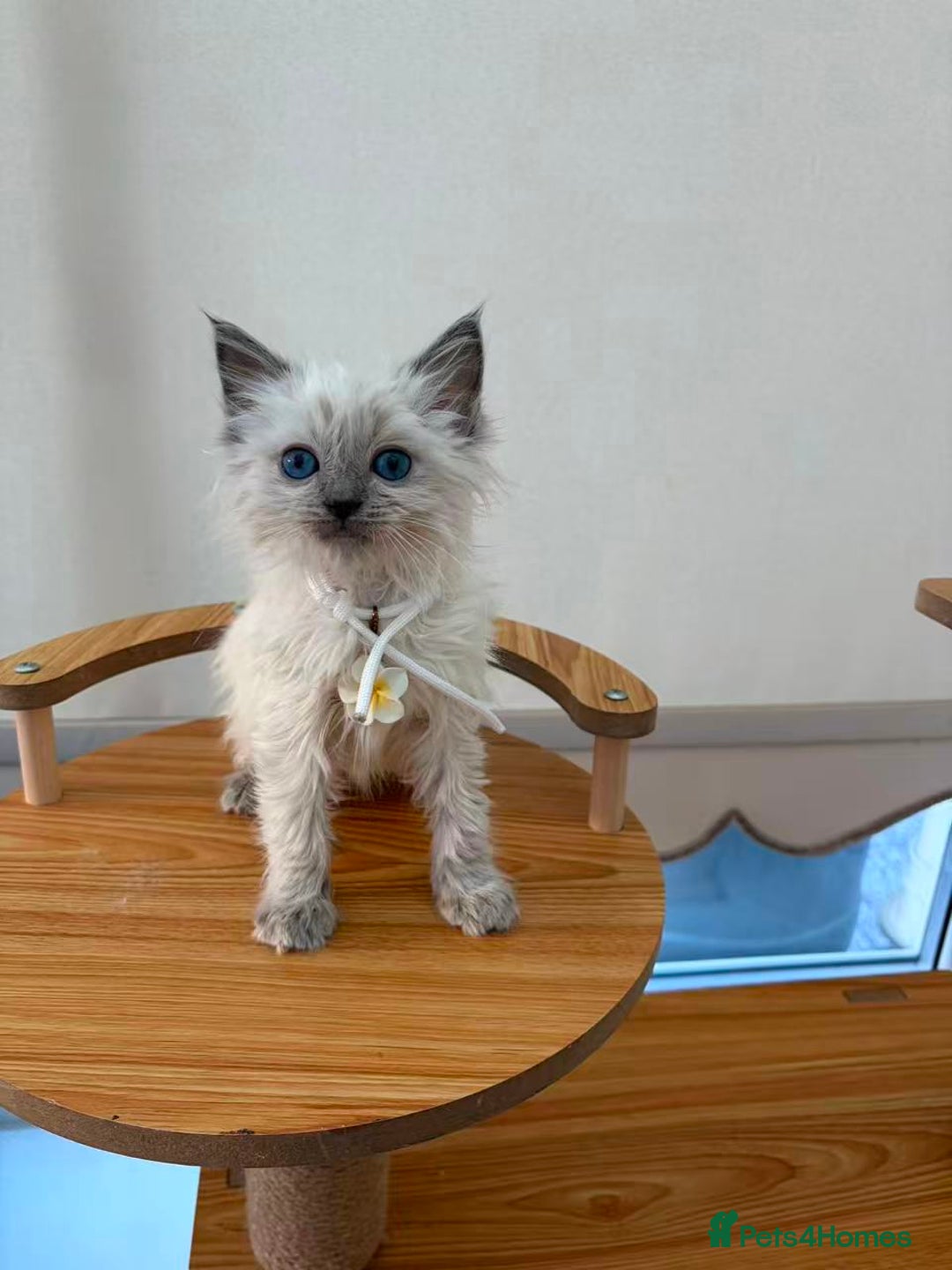 Ragdoll cats for sale: 8 purebred Ragdoll cats - Advert 21