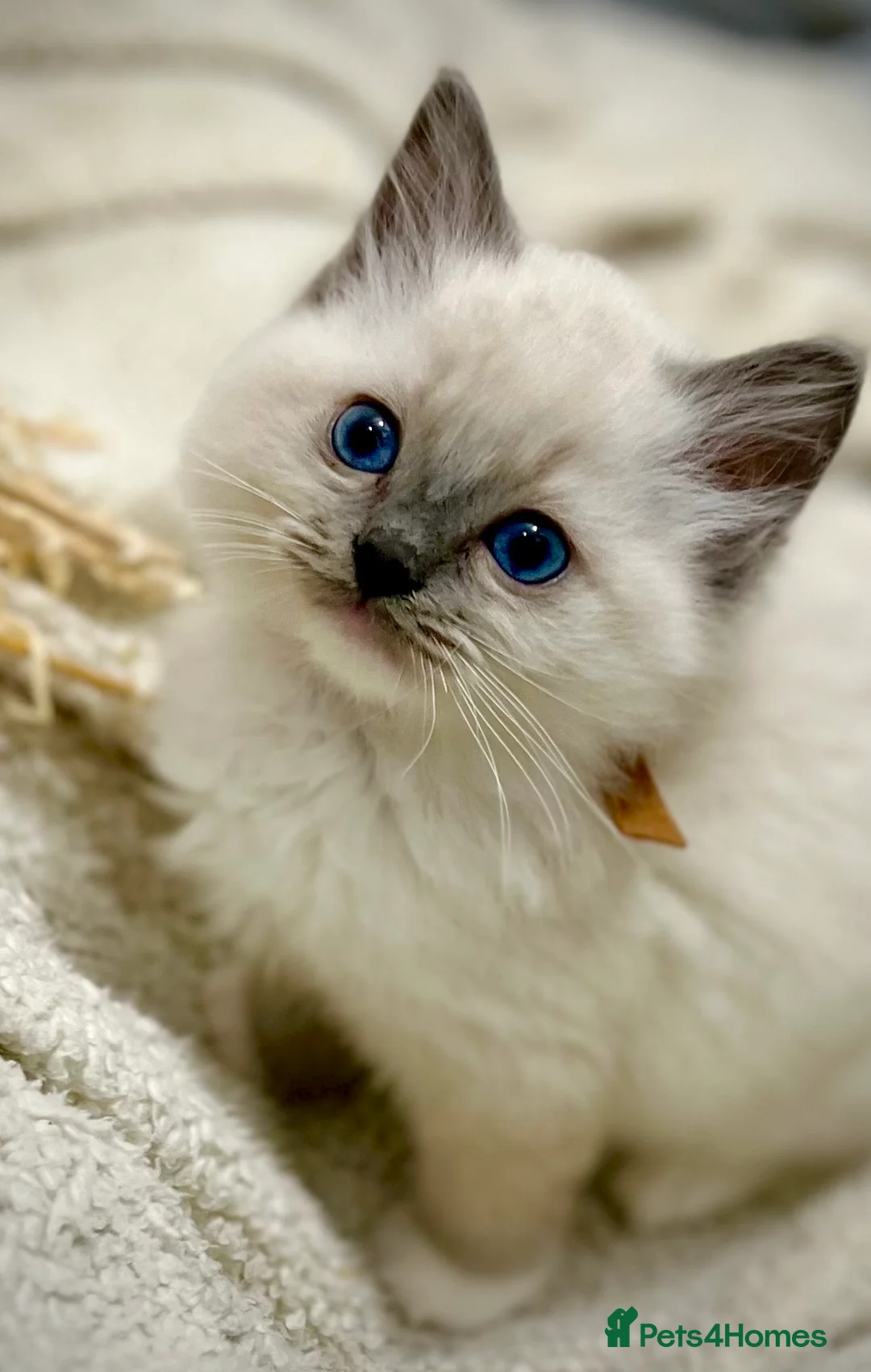 Ragdoll cats for sale: PURE RAGDOLL  - Advert 11