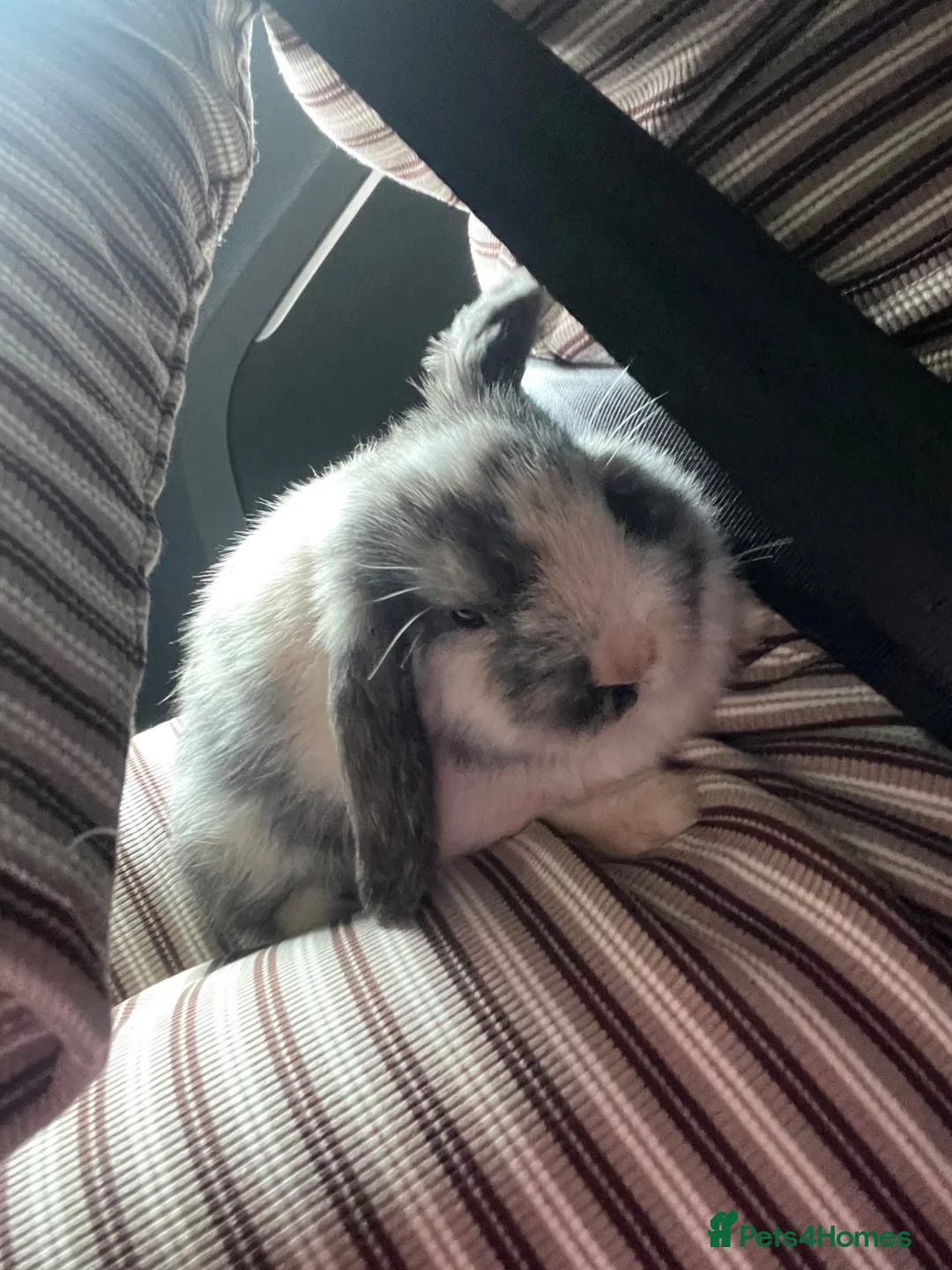 Mini Lop rabbits for sale: Female mini lop for sale!!  in Alton - Advert 2