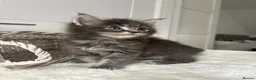 Maine Coon cats for sale: 🐈🐈‍⬛ Russian/European Bloodline Kittens 💕🐱 - Advert 32