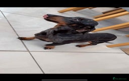 Cockapoo dogs for sale: Cocapoo dachund - Image 3