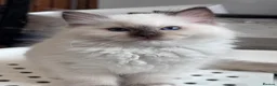 Ragdoll cats for sale: Ragkins Registered pedigree Ragdoll kittens  - Advert 3