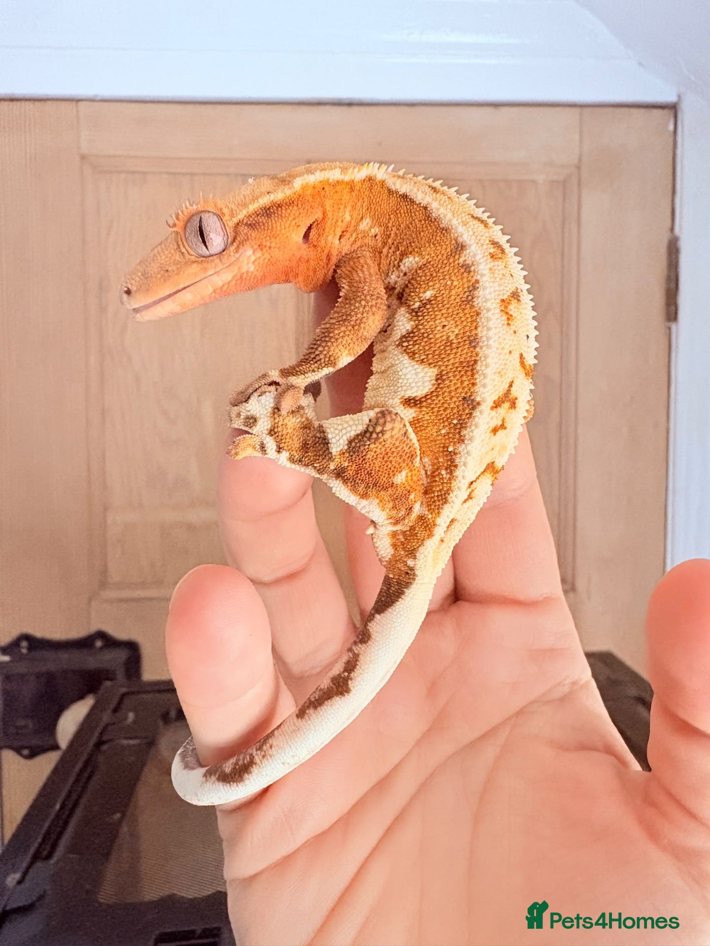 Gecko reptiles Baby crested gecko’s  - Advert 2